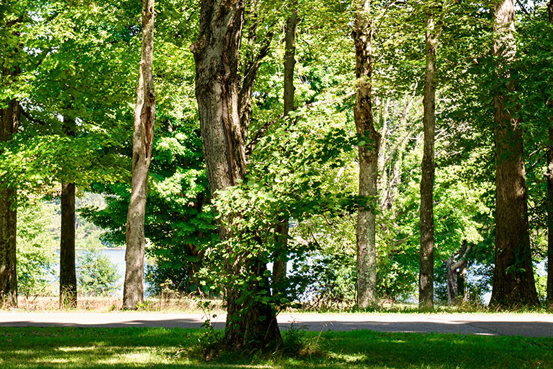 tree line in Pymatuning State Park in PA